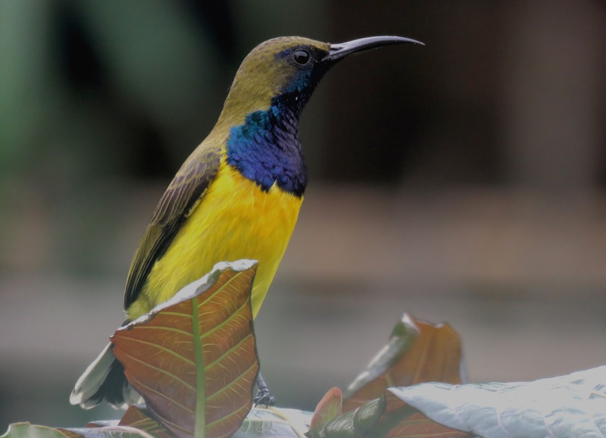 Olive-back Sunbird