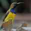 Olive-back Sunbird