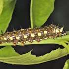 Dainty swallowtail