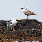 Caspian Gull