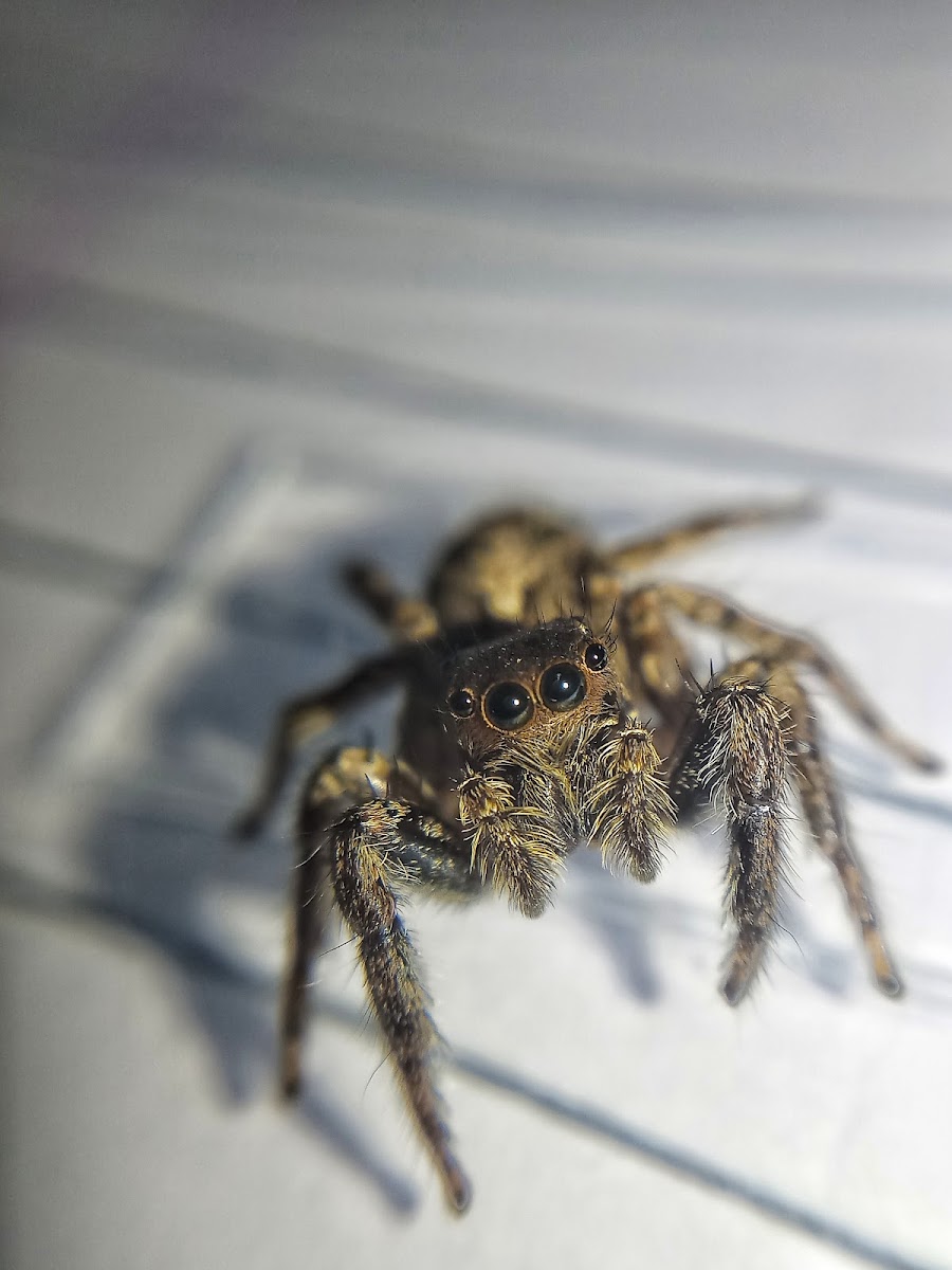 Jumping spider