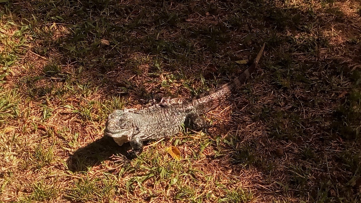 Iguana rayada