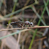 Gasteruptid wasp