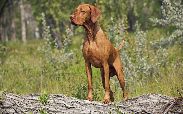 Vizsla Thema en nieuw tabblad