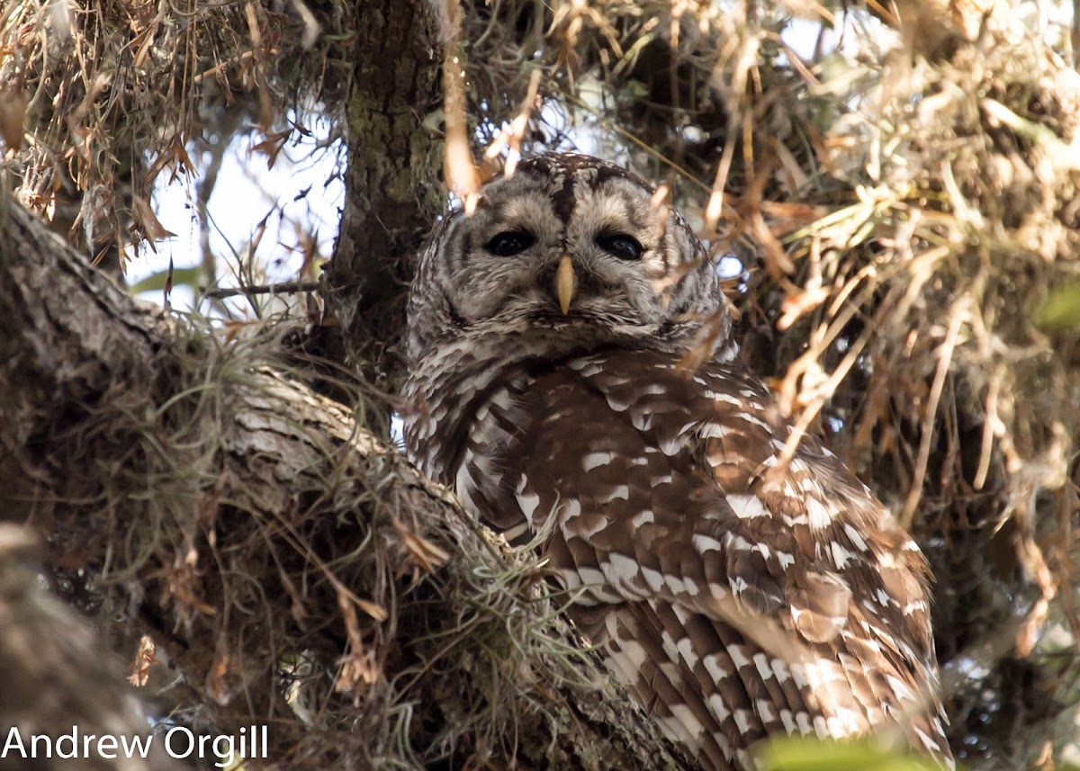 Barred Owl