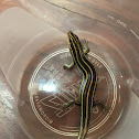 five lined skink