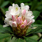 rhododendron