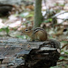 Eastern Chipmunk