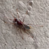 Florida Carpenter Ant