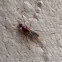 Florida Carpenter Ant