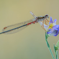 Insetti e fiori popolano i nostri campi di 