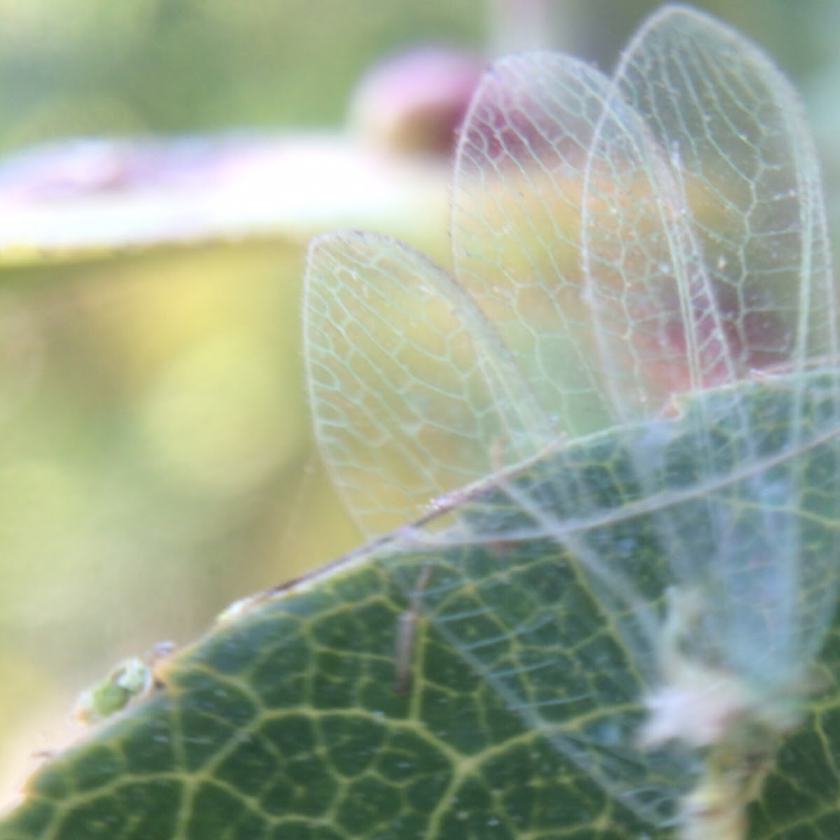 Lacewing (wings & exoskeleton remnants)