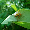 Lynx Spider