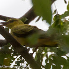 Black-naped Oriole