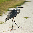 Great Blue Heron