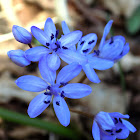 Two-leaf squill