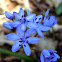 Two-leaf squill