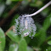 Banded garden spider