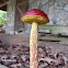 Shaggy-stalked Bolete