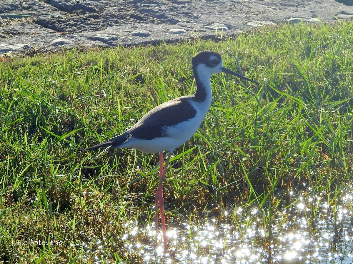 Black-necked Stilt