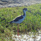 Black-necked Stilt