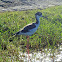 Black-necked Stilt