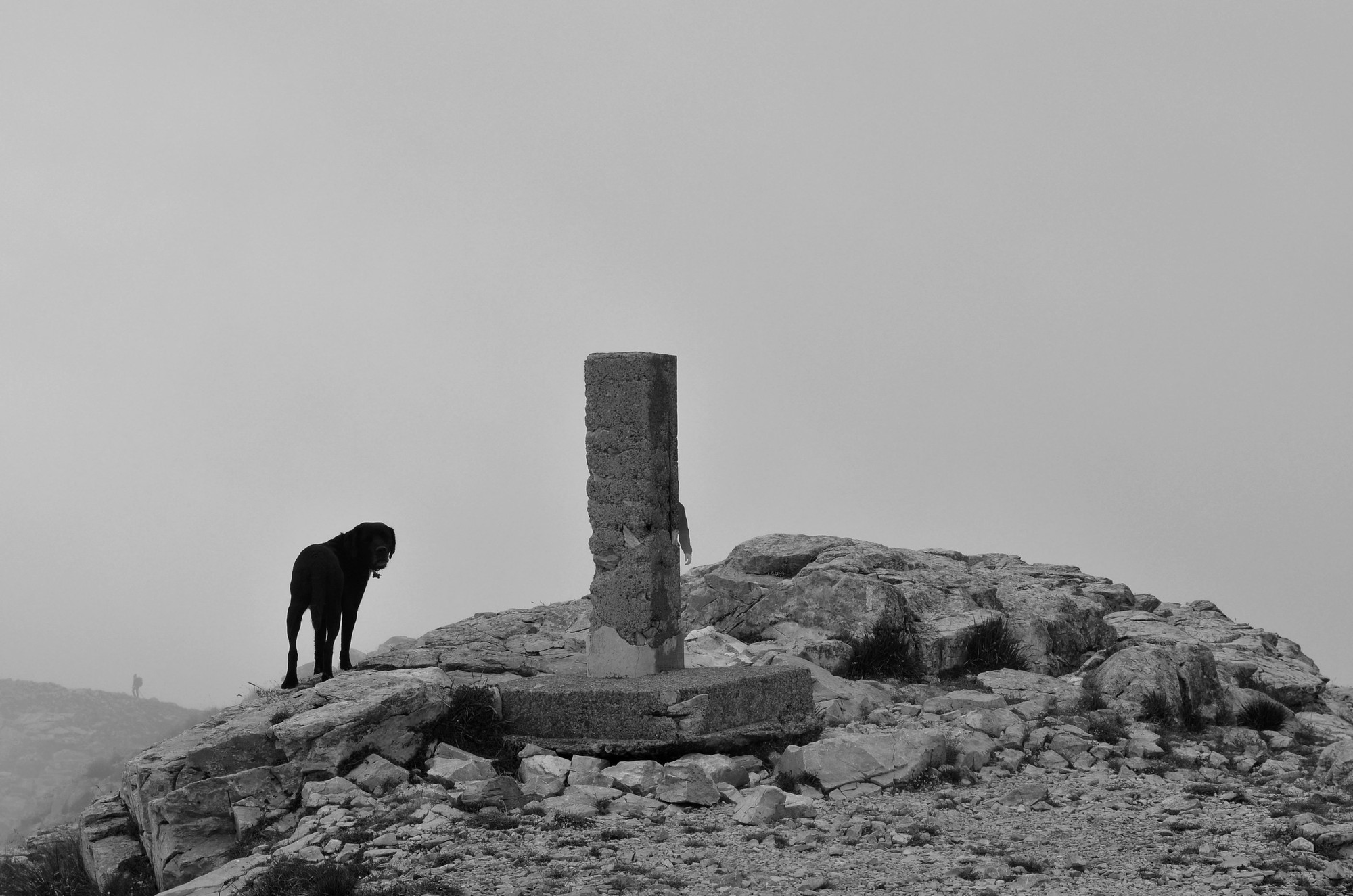 Black dog di Giuseppe Paolinelli