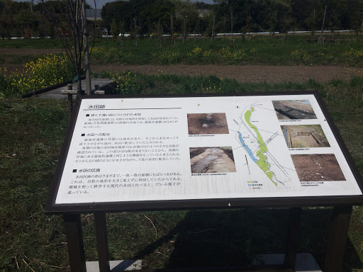 日高遺跡公園 水田跡