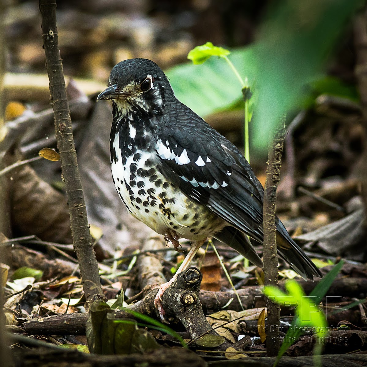 Ashy Ground Thrush