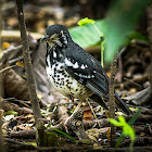 Ashy Ground Thrush