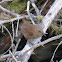 Pacific Wren