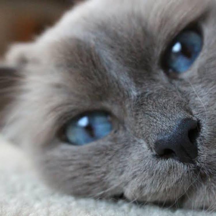 レガシィツーリングワゴンのネコの日・愛猫・納車時・ロシアンブルーに関するカスタム事例の投稿画像4枚目