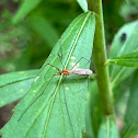 Tiger Crane Fly