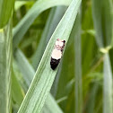 Goldenrod Gall Moth