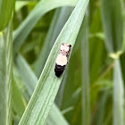 Goldenrod Gall Moth