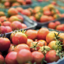 Ripe red tomatoes