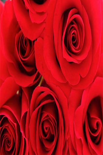 Red Rose Live Wallpaper