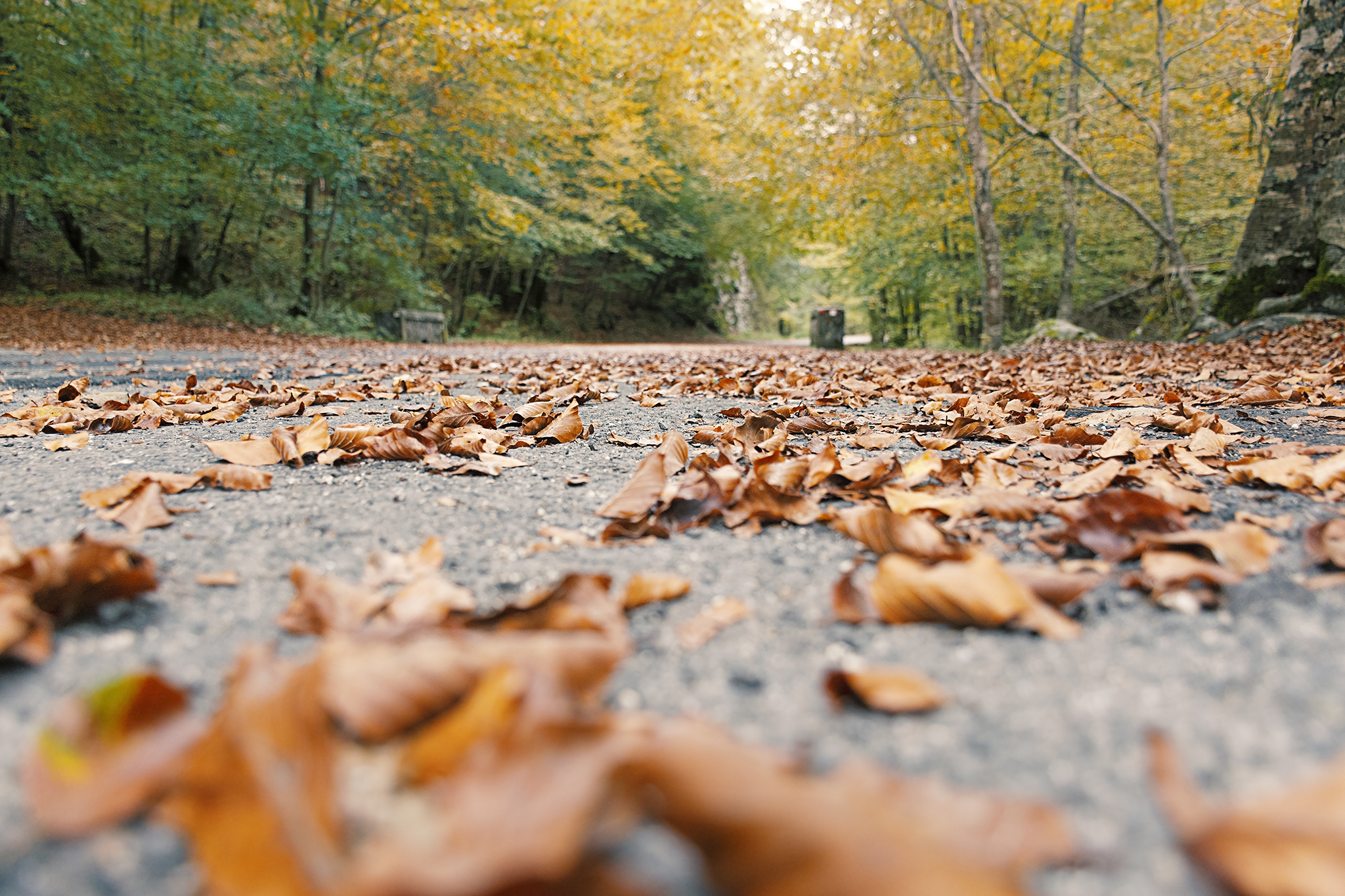 Leaves di utente cancellato