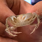 Smooth-handed ghost crab