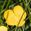 Creeping Buttercup