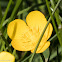 Creeping Buttercup