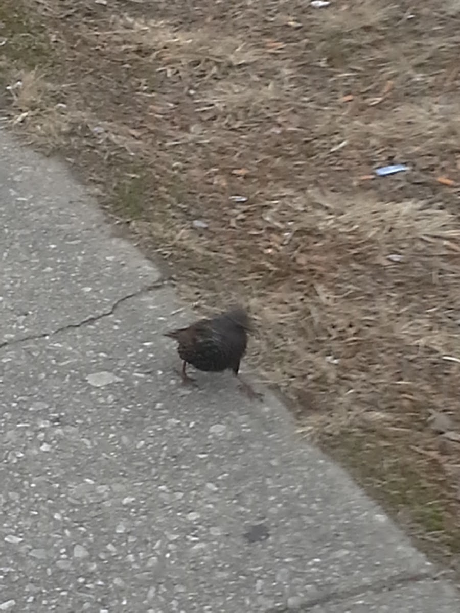 European Starling