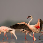 Lesser Flamingo