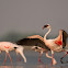 Lesser Flamingo