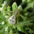 Swift Crab Spider