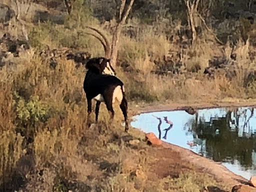 New & Improved Lions Park South Africa 2018