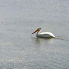 American White Pelican