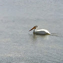 American White Pelican