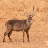 Waterbuck