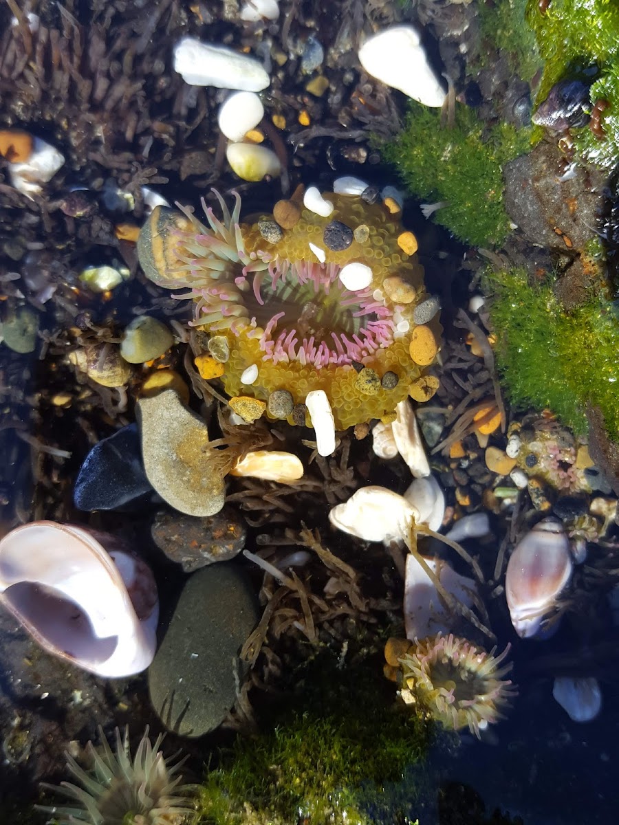 Sea Anemone